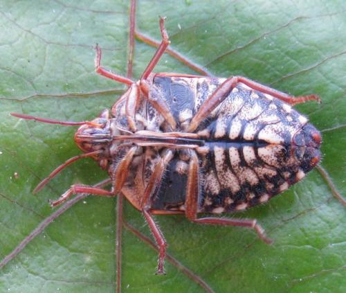 Solenosthedium bilunatum